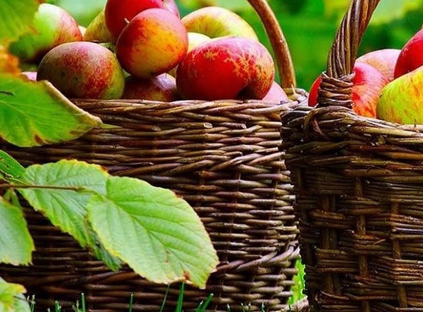 apples.jpg